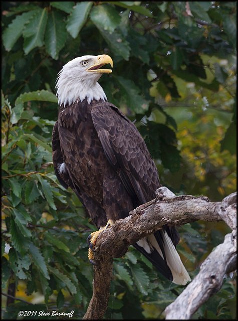 _1SB8018 american bald eagle.jpg
